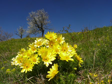 Frühlings-Adonisröschen